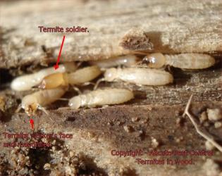 termite wood